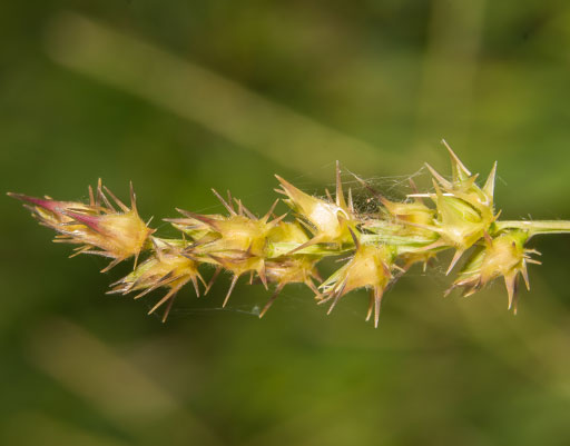 Stop the Weed Seed Sprouts / Double L Feeds